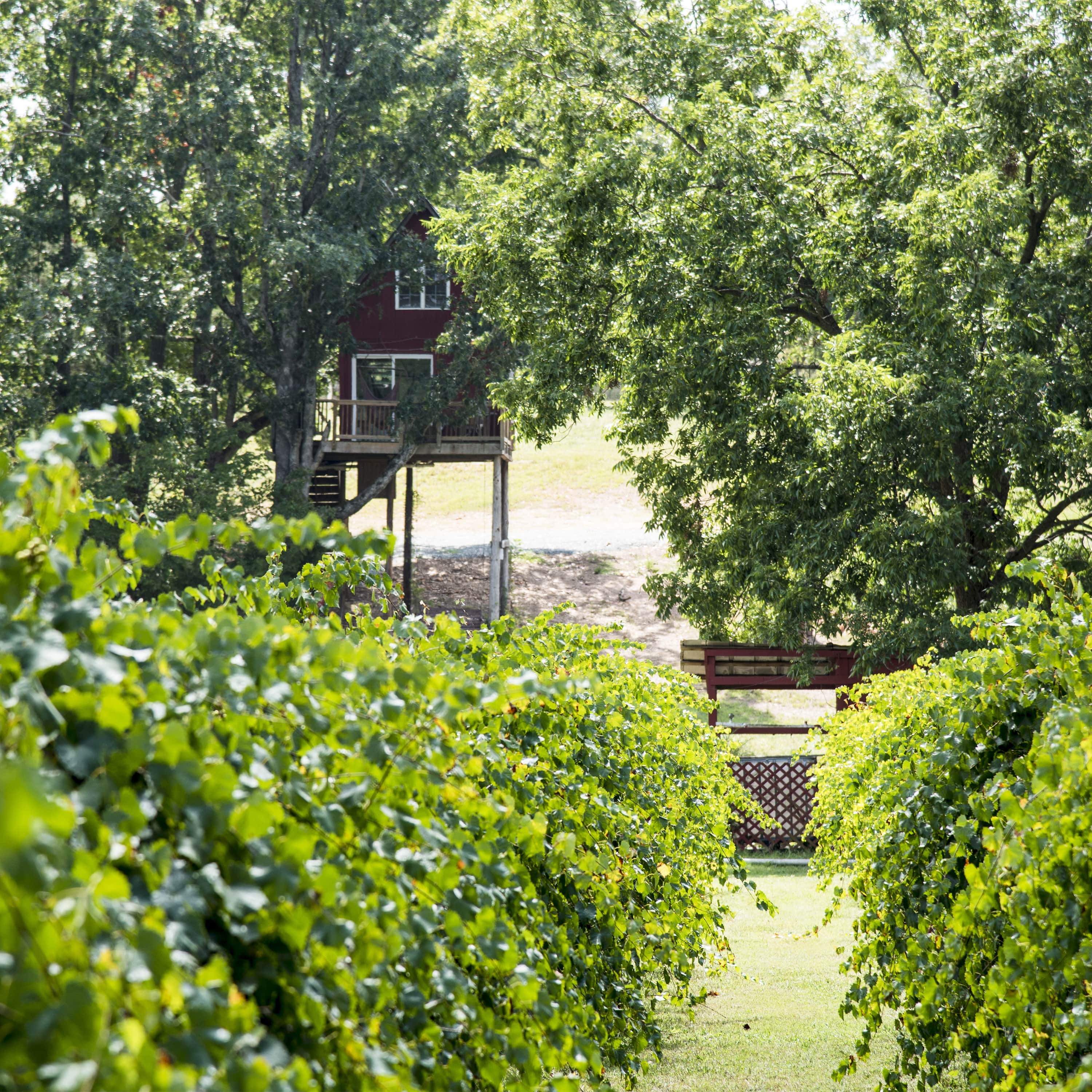 treehouse vineyards tours